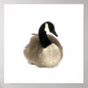 Canadian Goose posters