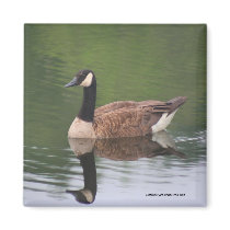 Canadian Goose Reflections Nature Photo Magnet