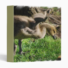 Canadian Gosling Binder