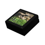 Canadian Gosling Gift Box