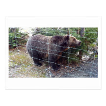Canadian Grizzly Bear 0551_800_01 Postcards