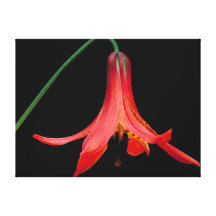 Canadian Lilly Gallery Wrap Canvas