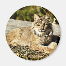 Canadian Lynx Fridge Magnets