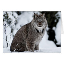 Canadian Lynx in the Snow Greeting Cards
