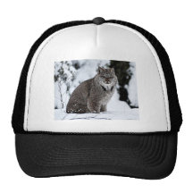 Canadian Lynx in the Snow Hats