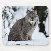 Canadian Lynx in the Snow Mousepads