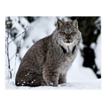 Canadian Lynx in the Snow Post Card