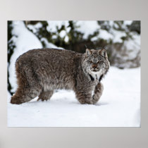 Canadian Lynx in the Snow Poster
