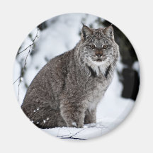 Canadian Lynx in the Snow Refrigerator Magnets