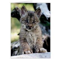 Canadian Lynx Kitten Card