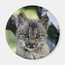 Canadian Lynx Kitten Refrigerator Magnet
