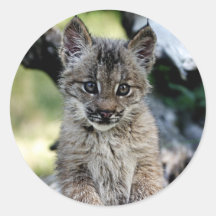 Canadian Lynx Kitten Round Stickers