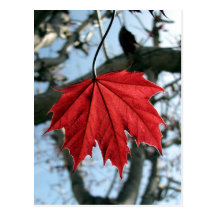 Canadian Maple Leaf Postcards