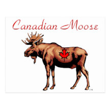 Canadian Moose Postcard