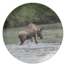 Canadian Moose Wildlife Animal Plate