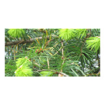 Canadian Pine Tree Photo Card