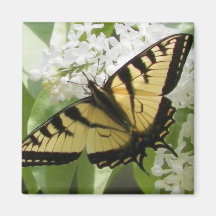Canadian Tiger Swallowtail Magnets