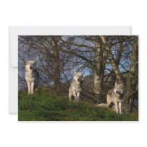 Canadian Timber Wolf Invitation