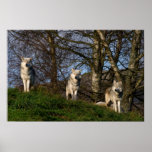 Canadian Timber Wolf Poster/Print