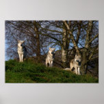 Canadian Timber Wolf Poster/Print