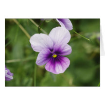 Canadian Violet Card