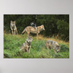 Canadian Wolves in the Wild Poster/Print