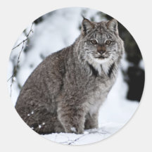 Canadien Lynx dans la neige Autocollants