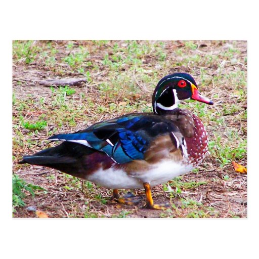 canard avec de belles inscriptions carte postale