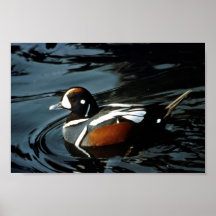 Canard de harlequin affiches