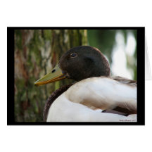 Canard de Mallard Carte De Vœux