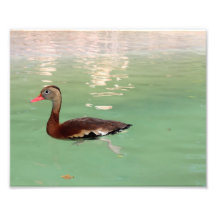 Canard de natation : San Antonio, TX : Monde de me Tirages Photo