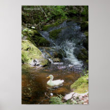 Canard de Pekin Posters