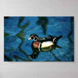 Canard en bois posters