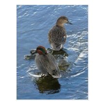 Canards turquoises viridipennes, île d'Unalaska Carte Postale