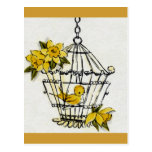 Canary and Dafodills Postcard