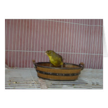 Canary old time bath tub greeting card