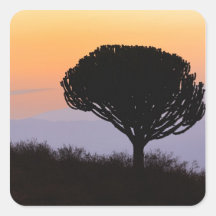 Candelabra Tree silhouetted at sunrise, Stickers