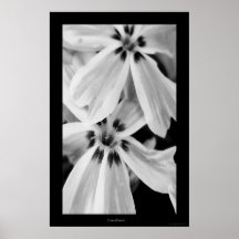 Candy Stripe Poster