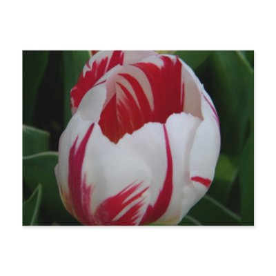 Candy Stripe Tulip Postcard by dlgray