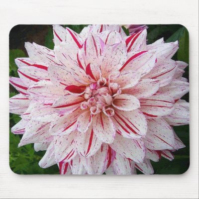 Candy-stripes, flower on a mousepad by design_girl