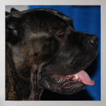 Cane Corso Poster