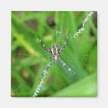 Cane spider - Big Island magnet