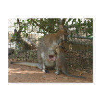 Cangaroo family postcards