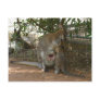 Cangaroo family postcards