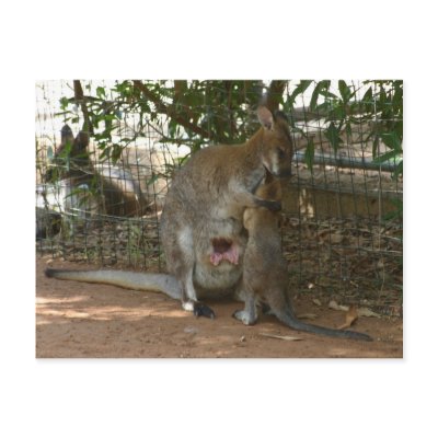 Cangaroo family postcards by Yarijik