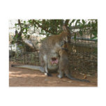 Cangaroo family postcards