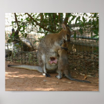 Cangaroo family Poster