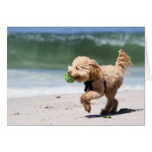Caniche - abricot - jeu de caniche carte de vœux