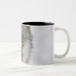 Canis lupus, Looking at Camera, Germany, Europa Mugs