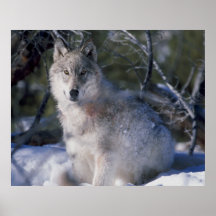 Canis_lupus_wolf wolves in wild posters